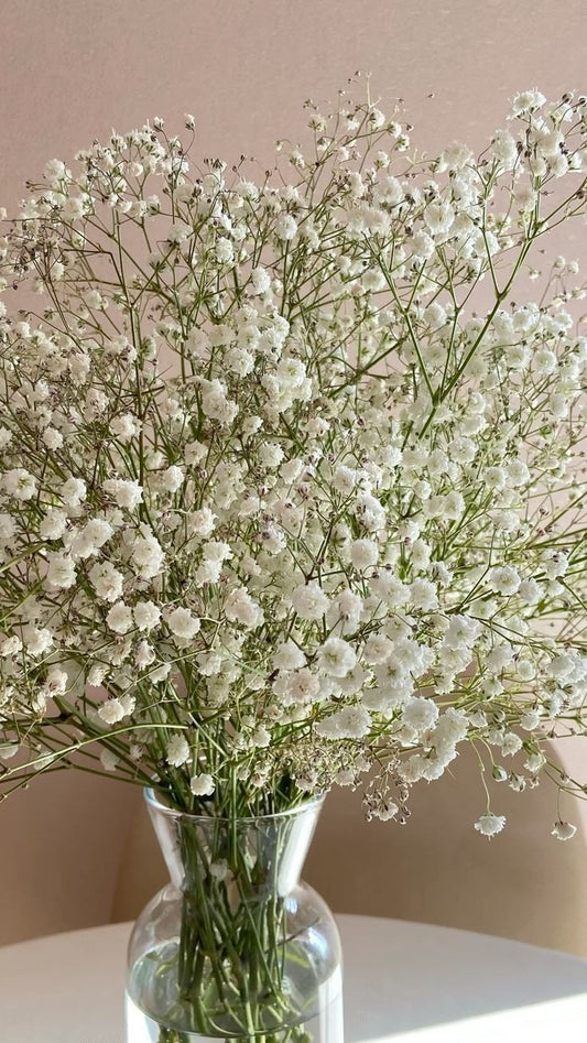 Gyp Flower